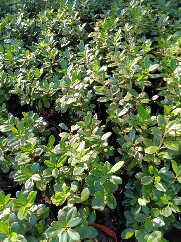 Green Island Ficus Privacy Hedge Plants 3gl π$6