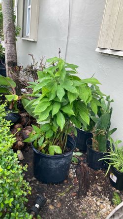 Plantas 🪴