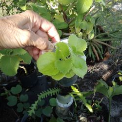 Cuban Oregano 2" Pot Or 2- 3" Cuttings