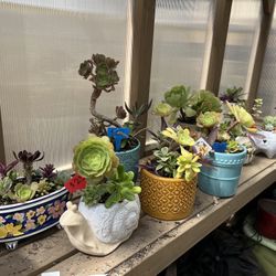 Many Beautiful Succulent Planters