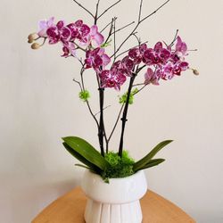 Beautiful Live Orchid Plant