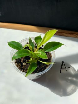 Yellow Flame Philodendron