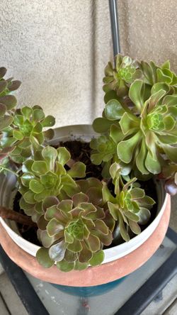 Beautifu 20 inch white plastic pot with soculents