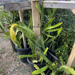 Red Dragonfruit Plant For Sale 