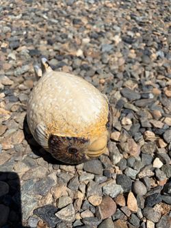 Puffer fish
