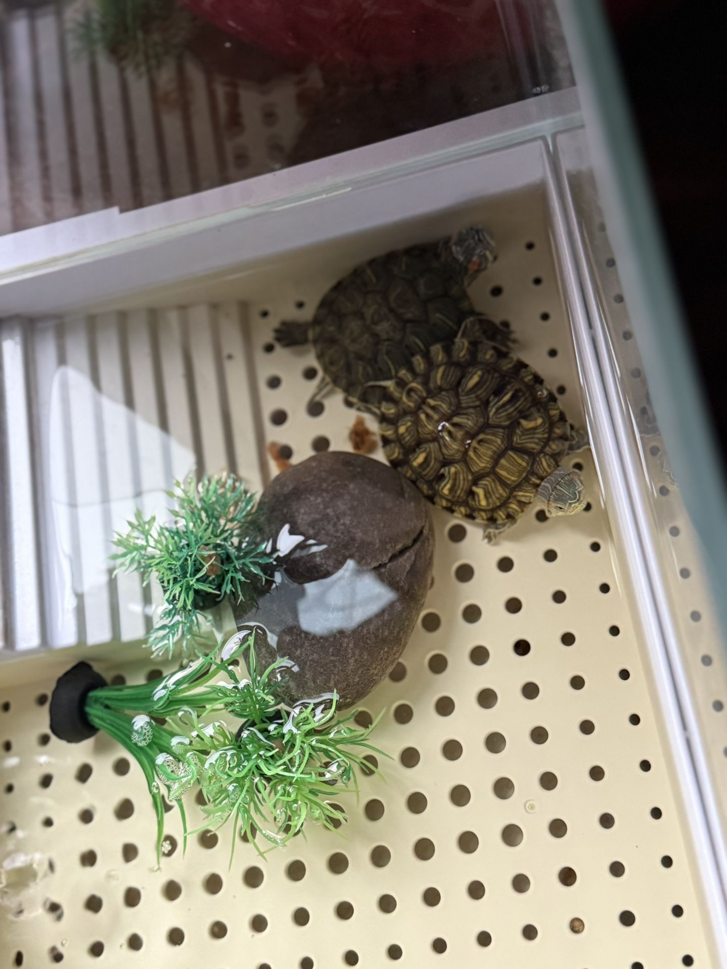 Free Red Ear Slide Turtles