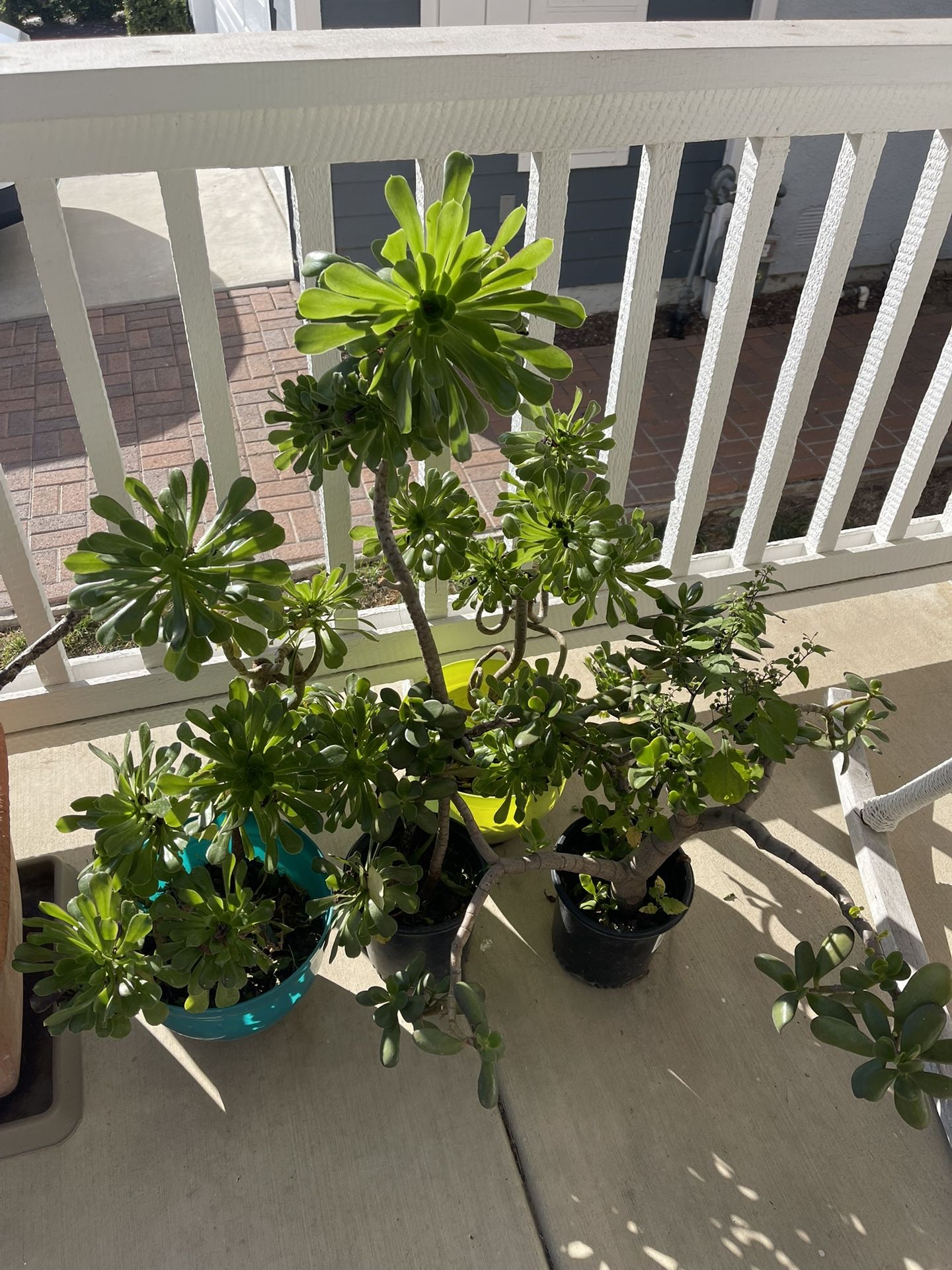 Green Plant Tall