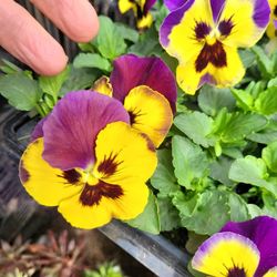 Pansies In 6 Plant Packs