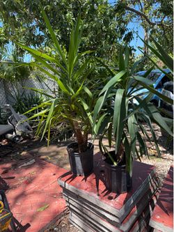 Plantas