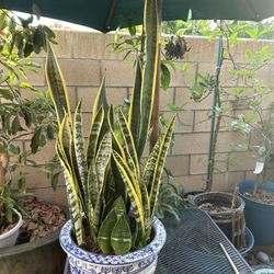 Snake Plant 