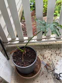 Indoor ficus?