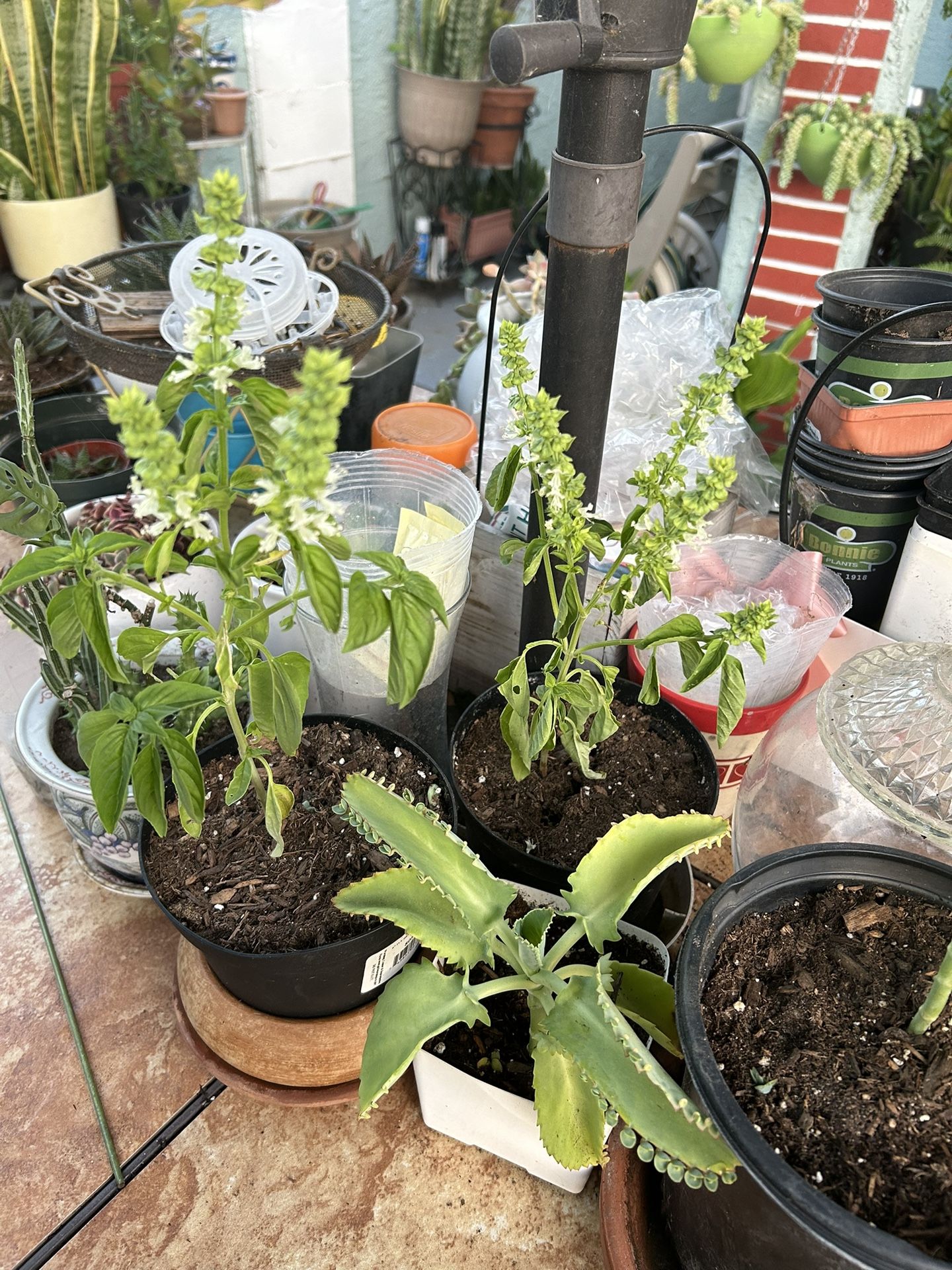 Una Planta de Albacea
