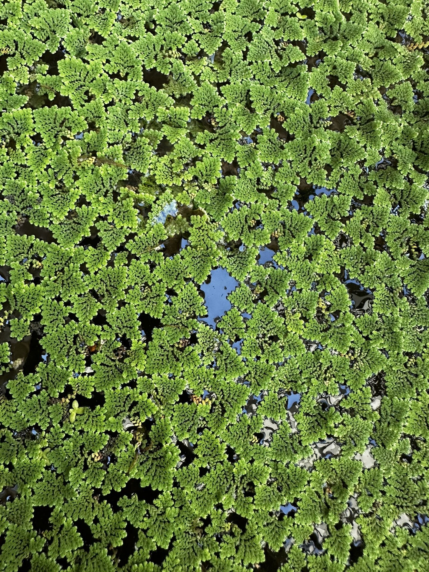 Azolla Fair Moss - Aquarium Or Pond Floater