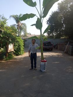 Banana Tree