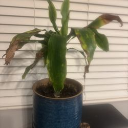 Plants For Free