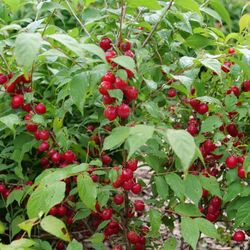 Garden Plant Chery Bush