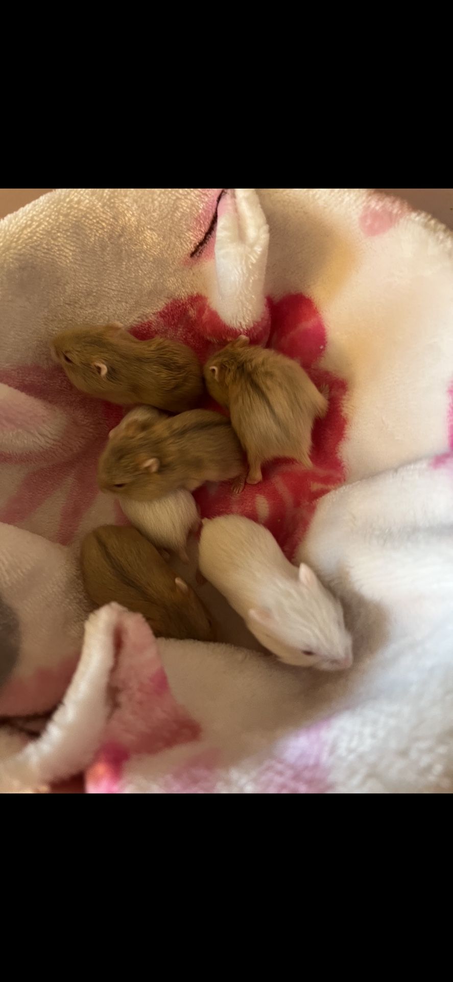 Baby Dwarf Hamsters!