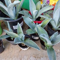 Agave Multiple Sizes