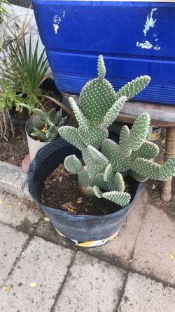 Opuntia Cactus