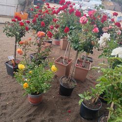 ROSES ARE RED