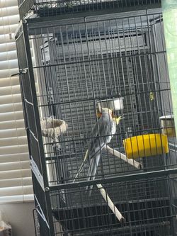 Cage bird