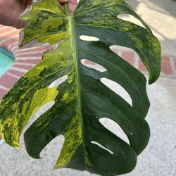 Monstera Aurea Variegated 