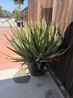 Free plants