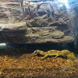 10 Gallon Leapord Gecko Reptile Tank 
