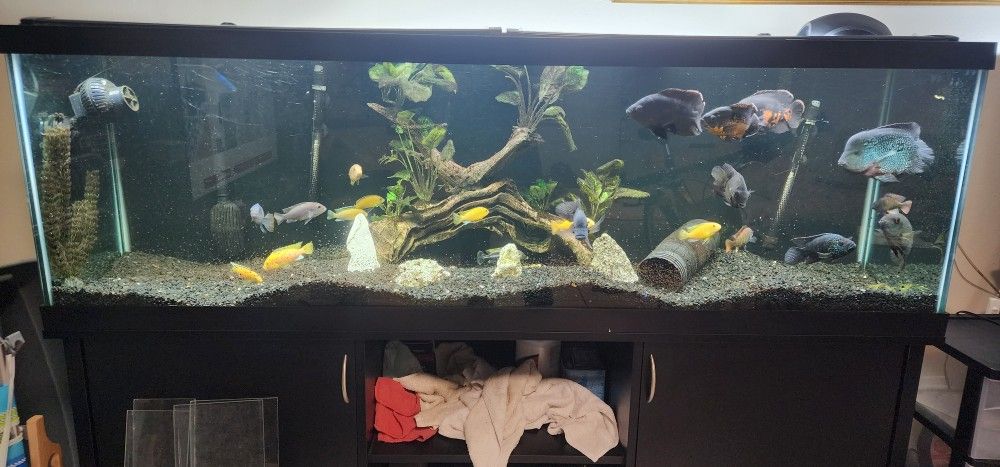 Aquarium Fish Tank