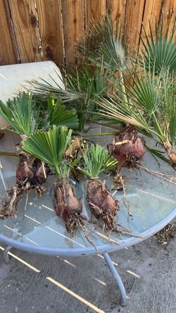 Fresh palm trees