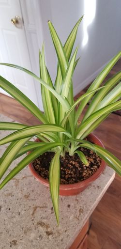 Chlorophytum (Spider Plant