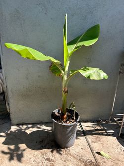 banana fruit tree