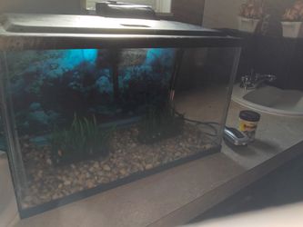 10 Gallon Tank