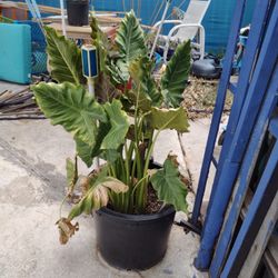 Plants Green Red Pepper Chili Peppers Haberneto Okra More