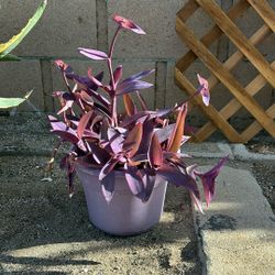 TRADESCANTIA PALLIDA “purple heart plant”