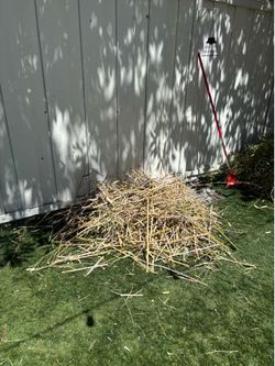 FREE bamboo sticks