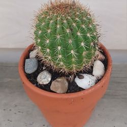 Cactus Plant 🌵 