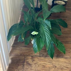 Peace Lily