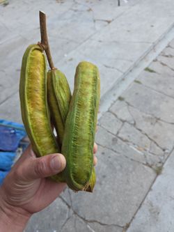 Ice Cream Bean