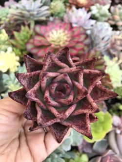 Succulents 4”