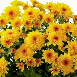 Yellow Chrysanthemum Plant - Mums