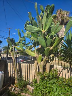 Nopales (Cactus) Prickly pears / Tuna