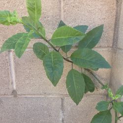 Insulina Plant Medesinal 