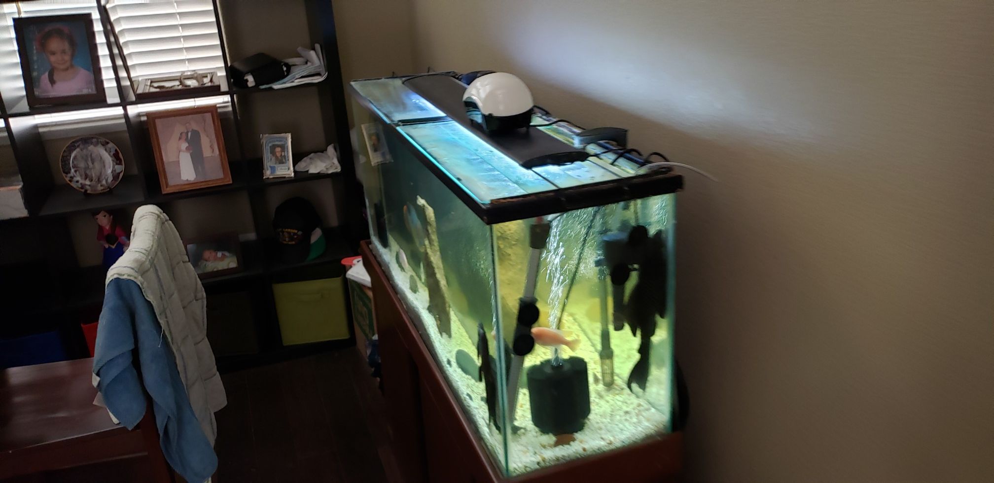 55 gallon fishtank