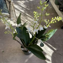 Dendrobidium Fragrance Orchids Lan Ut