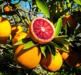 Blood   Orange   Tree
