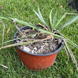 Yucca , perennial plant in a pot