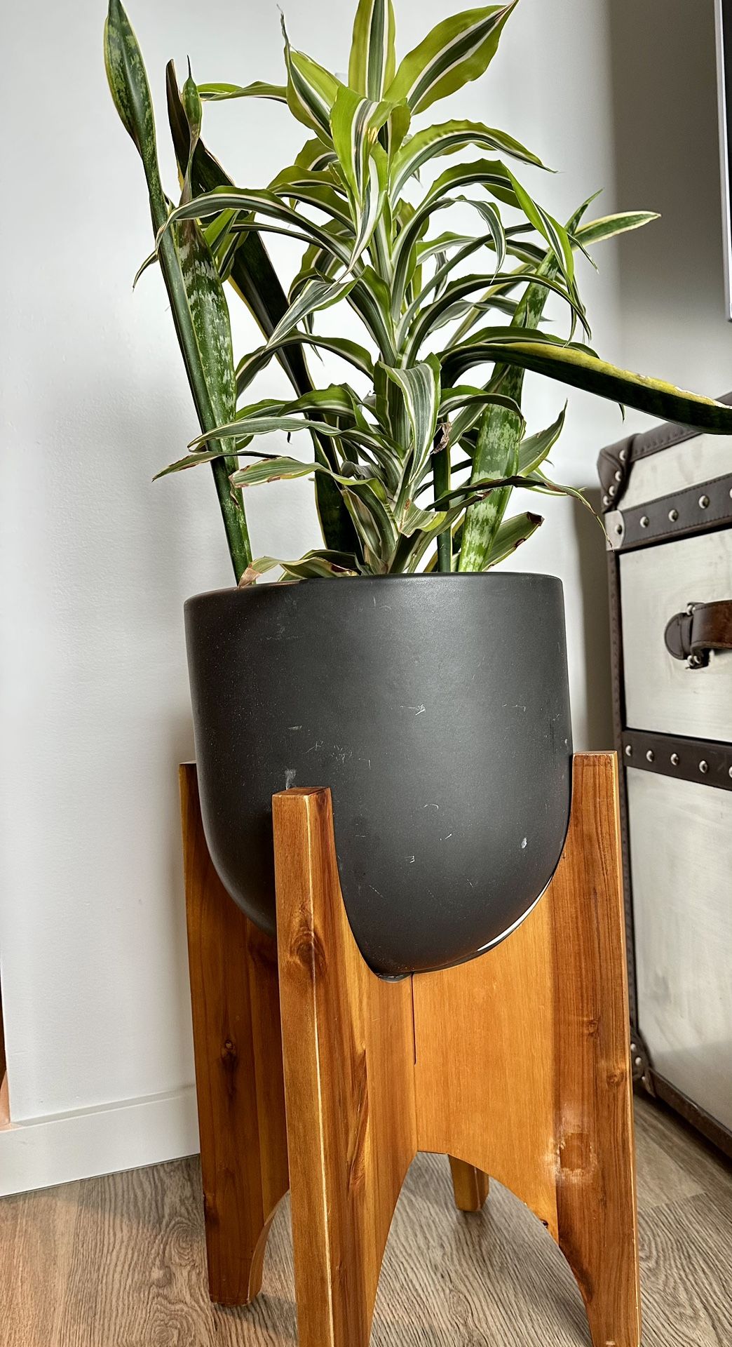 Pot On Wood Stand Includes Plants!