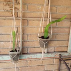 👑Queen Of The Night🌕