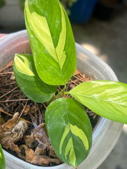Plant